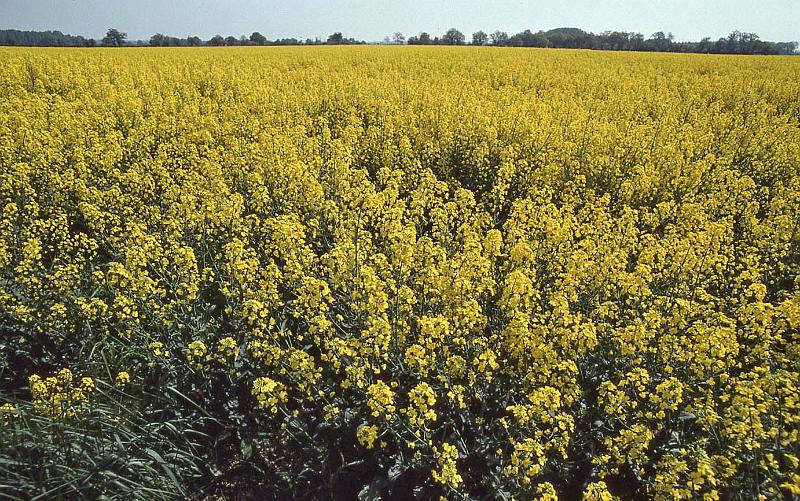 WT 2500 319-28 France 92.jpg